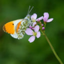 Orange tip butterfly - Anthocharis cardamines (m)